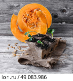 Stages of growing pumpkins. Grown in a peat pot from sprout pumpkin seeds. Стоковое фото, агентство Ingram Publishing / Фотобанк Лори