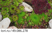 Houseleeks. Echeveria succulents in the stones. Sedum Cactus growing outdoors in a garden rockery backyard. Blooming Ornamental Sempervivum, Hen and Chicks plant with green, red purple petal tips. Стоковое видео, видеограф Марина Демидюк / Фотобанк Лори