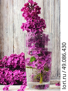 may lilacs in vase. inflorescence may lilacs in glass vase with water. Стоковое фото, агентство Ingram Publishing / Фотобанк Лори