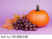 ?omposition with pumpkin, apples and colorful fall leaves on purple background, seasonal still life for Thanksgiving, Halloween, harvest celebration, seasonal sale or autumn greeting card design. Стоковое AI-изображение, AI-художник Евгений Демидюк / Фотобанк Лори