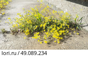 Rocky Alyssum saxatile. One of the most popular carpet perennials. Plant forms a densely overgrown bush 25 cm high. Racemose inflorescences with small fragrant light yellow flowers. Abundant flowering. Стоковое фото, фотограф Юлия Петровская / Фотобанк Лори