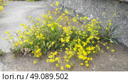 Rocky Alyssum saxatile. One of the most popular carpet perennials. Plant forms a densely overgrown bush 25 cm high. Racemose inflorescences with small fragrant light yellow flowers. Abundant flowering. Стоковое фото, фотограф Юлия Петровская / Фотобанк Лори