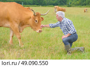 Farmer caressing cow’s head. Стоковое фото, агентство Ingram Publishing / Фотобанк Лори