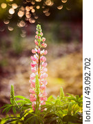 Lovely lupine blooming over summer garden nature background. Стоковое фото, агентство Ingram Publishing / Фотобанк Лори