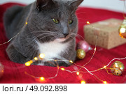 Kitten Sniffs and Chews a Garland on Red Knitted Blanket. Gift Box, Christmas Lights and Shiny Decoration Background. Gray Cat is Playing, Preparing to Celebration Xmas. Cute Pet. Funny Animals. Humor. Стоковое фото, фотограф Марина Демидюк / Фотобанк Лори