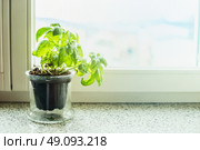 Basil plant in a pot on  windowsill. Kitchen cooking herbs. Стоковое фото, агентство Ingram Publishing / Фотобанк Лори