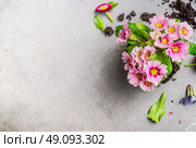 Pink primula flower for gardening or potting on gray stone background, top view, place for text. Стоковое фото, агентство Ingram Publishing / Фотобанк Лори