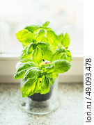 Basil in pot on the windowsill, close up, focus selective. Kitchen herbs on windowsill. Стоковое фото, агентство Ingram Publishing / Фотобанк Лори