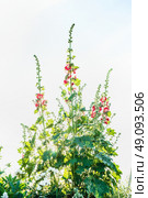 allow garden flowers on light background, outdoor. Стоковое фото, агентство Ingram Publishing / Фотобанк Лори