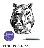 Hand drawn hippo animal vector illustration. Sketch isolated hippopotamus portrait on white background with pencil and label banner. Стоковая иллюстрация, агентство Ingram Publishing / Фотобанк Лори