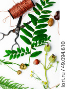Herbarium of field of wild foliage. Herbarium applique with field of wild flowers and plants on white background. Стоковое фото, агентство Ingram Publishing / Фотобанк Лори