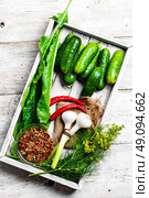 Fresh pickling cucumbers. Wooden box with cucumbers and vegetables prepared for seaming. Стоковое фото, агентство Ingram Publishing / Фотобанк Лори