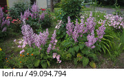 Salvia sclarea, the clary or clary sage, is a biennial short-lived herbaceous perennial in the genus Salvia. The plant has long been cultivated as an herb and is currently grown for its essential oil. Стоковое фото, фотограф Юлия Петровская / Фотобанк Лори