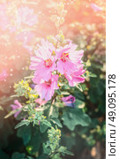 Blooming hollyhock in garden or park. Flowers bed. Pink Mallow flowers . Стоковое фото, агентство Ingram Publishing / Фотобанк Лори
