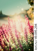 Natur background with Sage flowers in sun light in garden. Стоковое фото, агентство Ingram Publishing / Фотобанк Лори