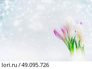 First Crocuses flowers on light background with  snow drawn, side view. Spring nature background. Стоковое фото, агентство Ingram Publishing / Фотобанк Лори