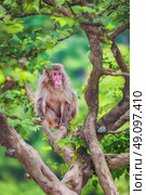 Japanese macaque on the branch, Iwatayama Monkey Park, Arashiyama, Kyoto, Japan. Стоковое фото, агентство Ingram Publishing / Фотобанк Лори