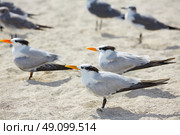 Royal Caspian terns sea birds in Miami Florida South beach USA. Стоковое фото, агентство Ingram Publishing / Фотобанк Лори