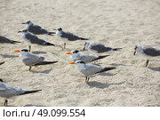 Royal Caspian terns sea birds in Miami Florida South beach USA. Стоковое фото, агентство Ingram Publishing / Фотобанк Лори