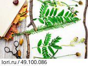 Herbarium of plants. Leaves and flowers laid out on white sheet for the preparation of herbarium. Стоковое фото, агентство Ingram Publishing / Фотобанк Лори