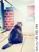 Domestic cat sits in front of net on balcony . Cat Netting. Outdoor cat enclosures. Стоковое фото, агентство Ingram Publishing / Фотобанк Лори