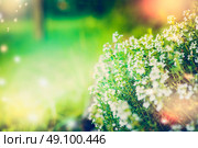 Blooming of wild  thyme on blurred nature background, outdoor. Стоковое фото, агентство Ingram Publishing / Фотобанк Лори