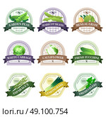 Vegetable and Herbs Flat Labels Set . Organically grown fresh ecological vegetables emblems labels set   farmer market with cauliflower cabbage celery isolated vector illustration. Стоковая иллюстрация, агентство Ingram Publishing / Фотобанк Лори