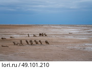 Sandy shores of the drying salt lake Baskunchak on a summer day, Nizhny Baskunchak, Akhtubinsky district, Astrakhan region, Russia. Стоковое фото, фотограф Ula Ulachka / Фотобанк Лори