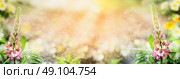 Garden background with lupines flowers, banner for website. Стоковое фото, агентство Ingram Publishing / Фотобанк Лори