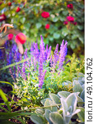 Sage flowers on rose bush background. Стоковое фото, агентство Ingram Publishing / Фотобанк Лори