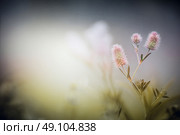 Wild flowers on dusk fog nature background. Trifolium arvense. Стоковое фото, агентство Ingram Publishing / Фотобанк Лори