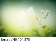 Wild flowers on morning foggy nature background. Trifolium arvense. Стоковое фото, агентство Ingram Publishing / Фотобанк Лори
