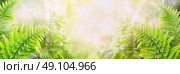Fern leaves on blurred nature background, banner for website. Стоковое фото, агентство Ingram Publishing / Фотобанк Лори