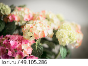 Wonderful flowers of Hydrangea , floral background. Стоковое фото, агентство Ingram Publishing / Фотобанк Лори