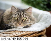Portrait of fluffy cat in couch, close up. Стоковое фото, агентство Ingram Publishing / Фотобанк Лори
