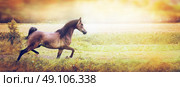 Young beautiful Arabian horse running trot on the autumn field over sunset nature background, banner. Стоковое фото, агентство Ingram Publishing / Фотобанк Лори