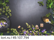 Various fresh healing herbs and flowers , tea strainer , spoon and sweets on dark background, top view, frame. Стоковое фото, агентство Ingram Publishing / Фотобанк Лори