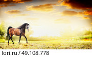 Stallion horse running trot over autumn nature background, banner. Стоковое фото, агентство Ingram Publishing / Фотобанк Лори