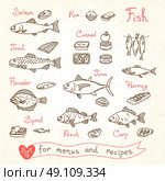 Set drawings of fish for design menus, recipes and packing. Trout, herring, sprat, flounder, perch, carp, tuna, salmon, roe, canned fish. Vector illustration. Стоковая иллюстрация, агентство Ingram Publishing / Фотобанк Лори