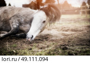 Horse rolling on pasture at sunset nature background. Стоковое фото, агентство Ingram Publishing / Фотобанк Лори