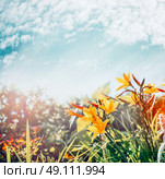 Yellow flowers in garden or park at sky background, summer outdoor nature. Стоковое фото, агентство Ingram Publishing / Фотобанк Лори