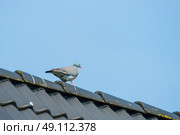 Pigeon walking on a rooftop in blue sky. Стоковое фото, агентство Ingram Publishing / Фотобанк Лори