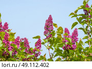 Syringa vulgaris tree with violet flowers in the summer. Стоковое фото, агентство Ingram Publishing / Фотобанк Лори