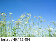 Cow parsley wildflowers in blue sky in the summer. Стоковое фото, агентство Ingram Publishing / Фотобанк Лори