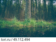 Large tree by a puddle in a dark forest. Стоковое фото, агентство Ingram Publishing / Фотобанк Лори