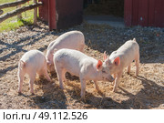 Pigs in a farmyard eating hay in the summer. Стоковое фото, агентство Ingram Publishing / Фотобанк Лори