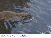 Beaver swimming in a dark lake searching for food. Стоковое фото, агентство Ingram Publishing / Фотобанк Лори