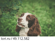 Dog with a cute face in green nature. Стоковое фото, агентство Ingram Publishing / Фотобанк Лори