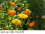Yellow and orange calendula flowers in a garden in the summer. Стоковое фото, агентство Ingram Publishing / Фотобанк Лори