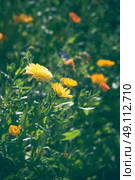 Calendula flowers in yellow and orange colors on a green meadow. Стоковое фото, агентство Ingram Publishing / Фотобанк Лори